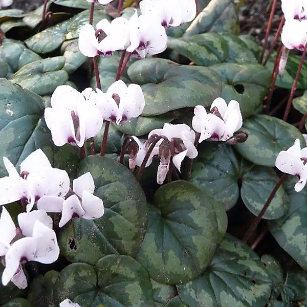 6 x Cyclamen hederifolium – Cyclamen hederifolium 'Album', godet 9cm x 9cm