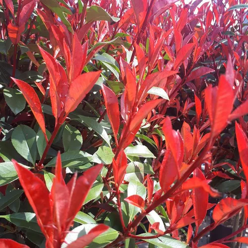 Photinia Fraseri Red Robin rouge. Le pot de 15 litres