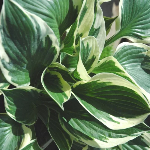 Hosta 'So Sweet' - Le pot de 2 litres