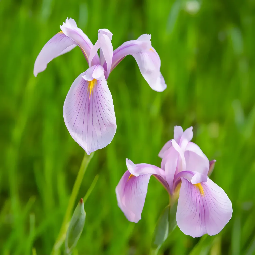 Iris du Japon Rose Queen Iris laevigata Rose Queen