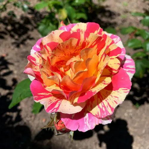 Rosier Claude Monet® Jacdesa coloris rose