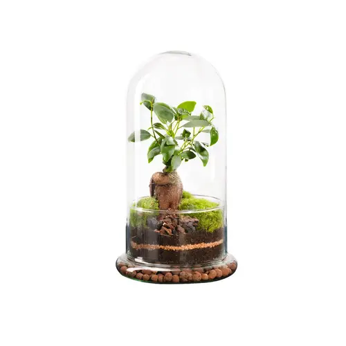 Terrarium autonome botanic® Spicy Ginseng - Taille M Ø 15 cm H 27 cm