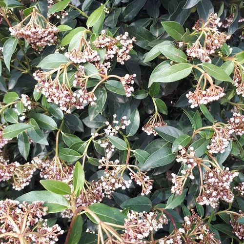 Laurier-tin ou Viburnum Tinus. Le pot de 5 litres
