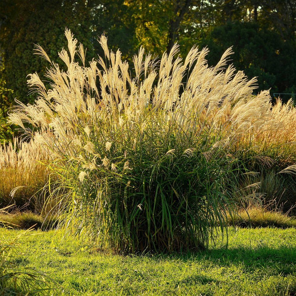 Eulalie Ghana Miscanthus sinensis ghana
