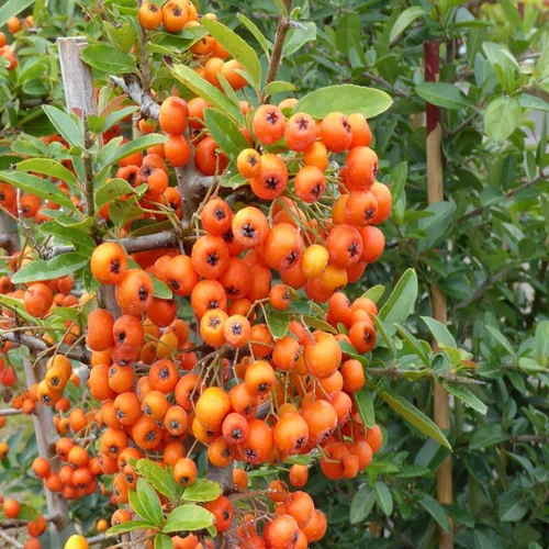 Pyracantha vert ou buisson ardent. Le pot de 2 litres