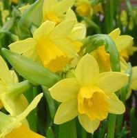 Narcisse tête à tête bouclée - Le pot de 12 cm