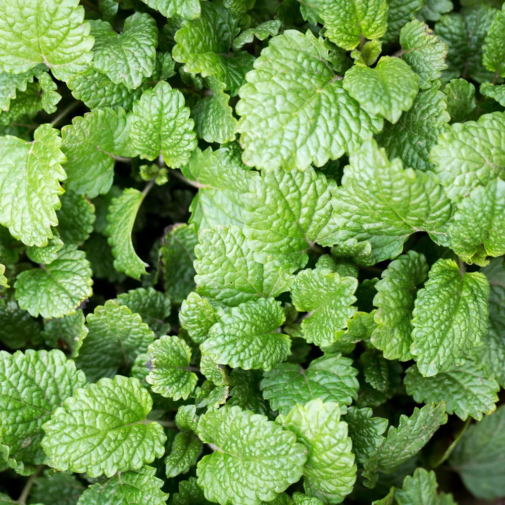 Mélisse officinale Melissa officinalis