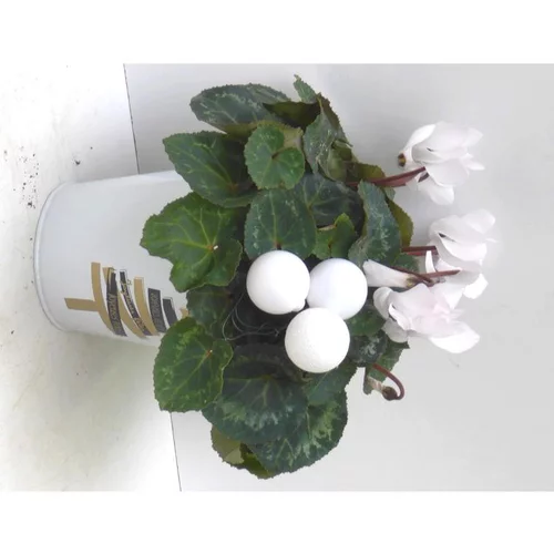 Mini cyclamen feuillage décoratif - Le Pot déco sapins