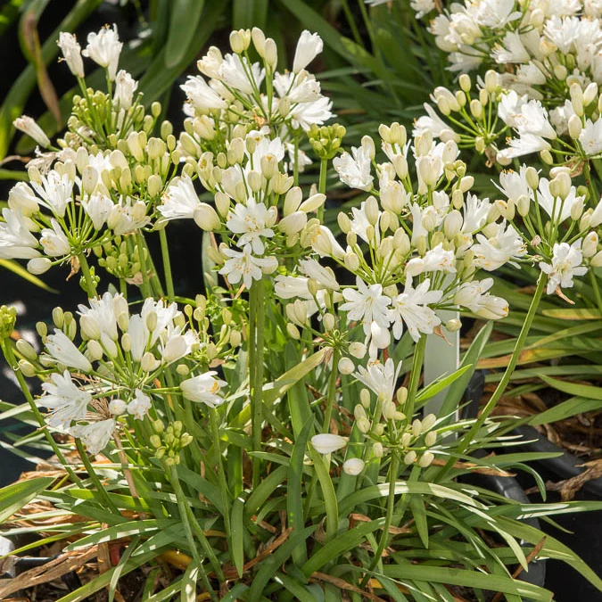 Agapanthe Double Diamond Agapanthus rfdd double diamond