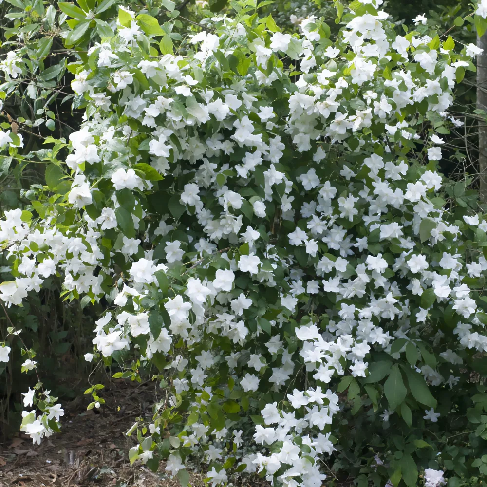 Seringat Natchez - Philadelphus Philadelphus x virginalis Natchez