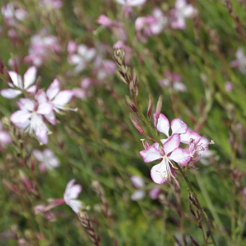 Gaura rosy jane rose en pot de 2 L