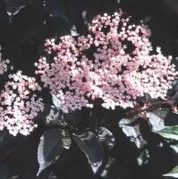 Sambucus Nigra Black Beauty – Pot de 5L