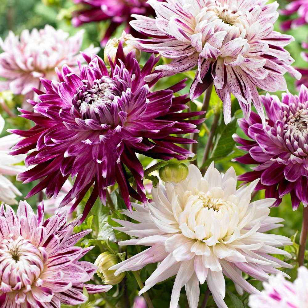 3 Dahlias Avignon et Vancouver en mélange Dahlia 'avignon','vancouver'