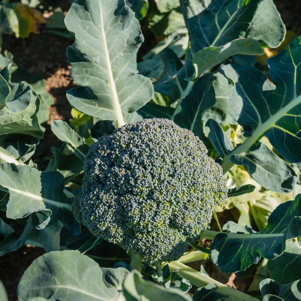Brocoli Calabrese Natalino Bio Brassica oleracea Calabrese Natalino