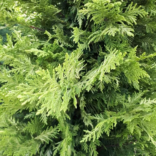 Cupressocyparis Leylandii Castlewellan Gold Pom Pom en pot de 18 L jaune