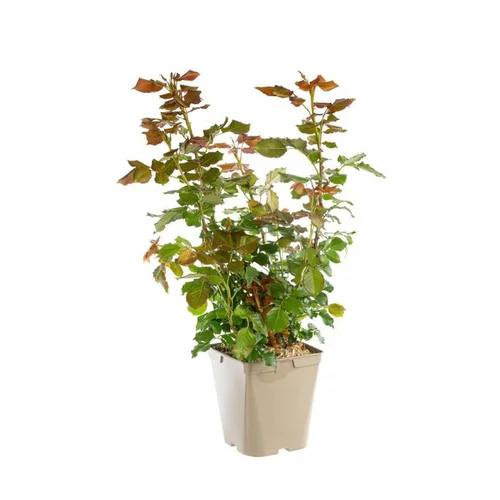 Rosier Parc de La Vanoise® Label Rouge en pot de 5L