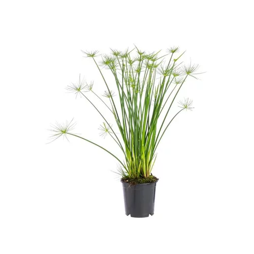 Cyperus Haspan pot Ø12xH50/60 cm