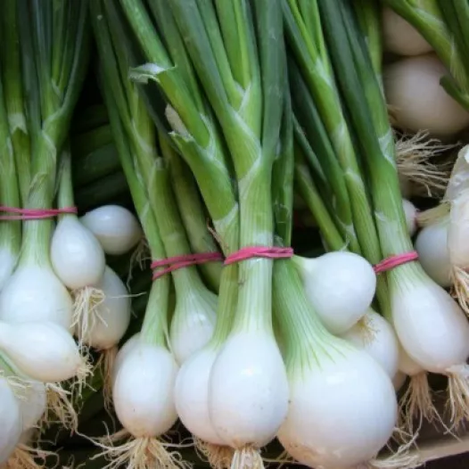 Bio zaden van Ajuin Blanc de Vaugirard