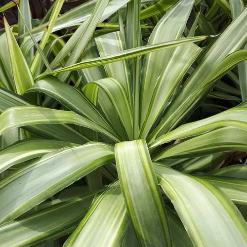 Yucca Jewel en pot de 35 L