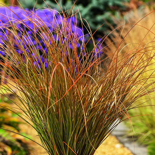 Carex Testacea orange botanic®. Le pot de 1 litre