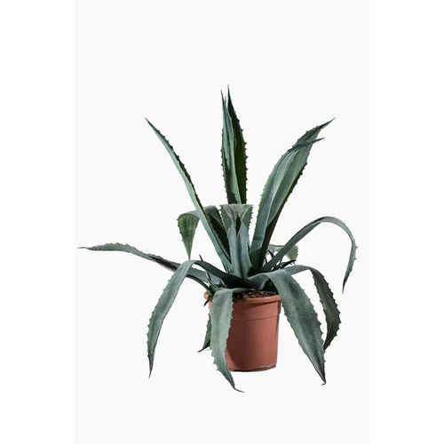 Agave Americana (Agave d’Amérique) en pot de 30 L vert