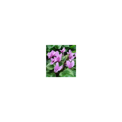 Cyclamen Hederifolium - Le pot de 2 litres