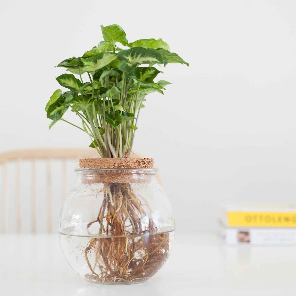 Syngonium et son ampoule vase Syngonium