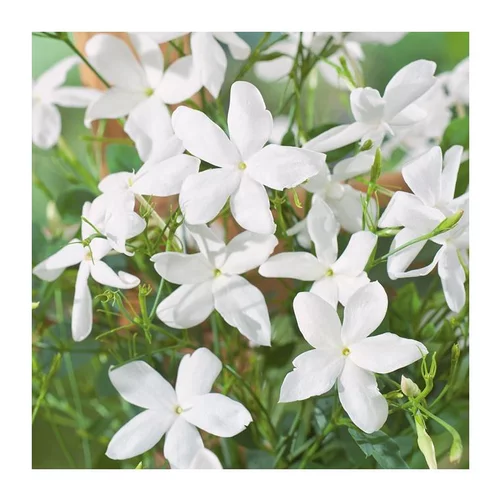 JASMIN GRANDIFLORUM DE GRASSE. Le pot de 3 litres