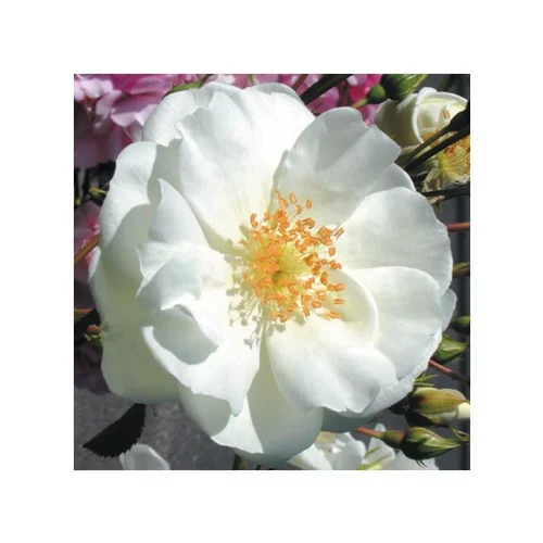 Rosier Opalia Blanc – Pot bleu
