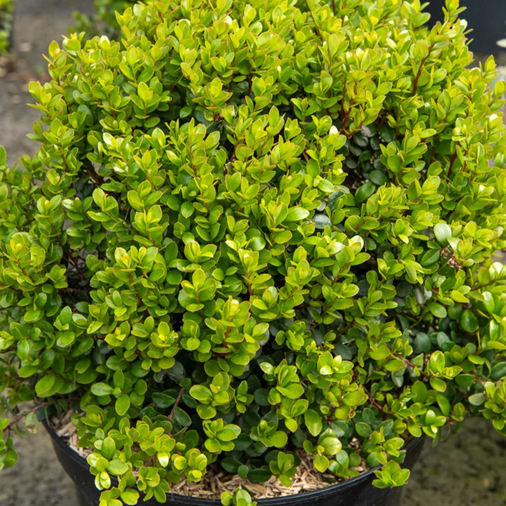 Buis africain Myrsine africana