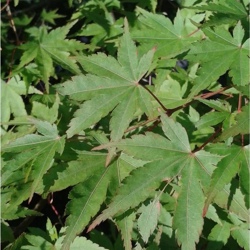 Acer Palmatum (Érable du Japon) 100/125 en pot de 12 L vert