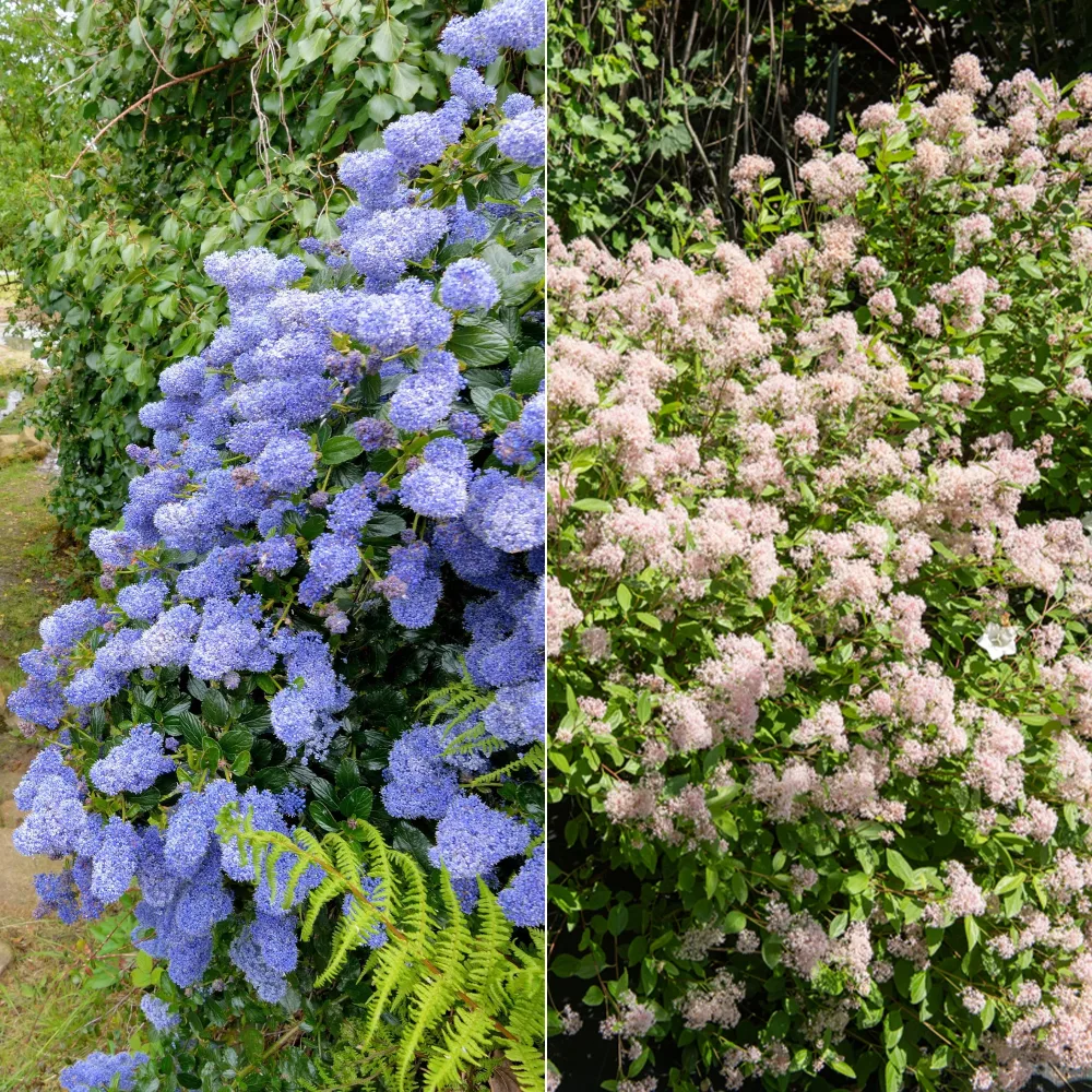 Collection de 2 Céanothes Ceanothus impressus victoria, ceanothus x pallidus
