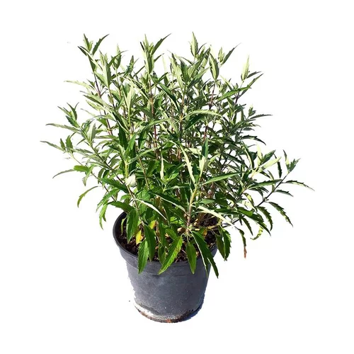 Barbe-Bleue - pot 5 L
