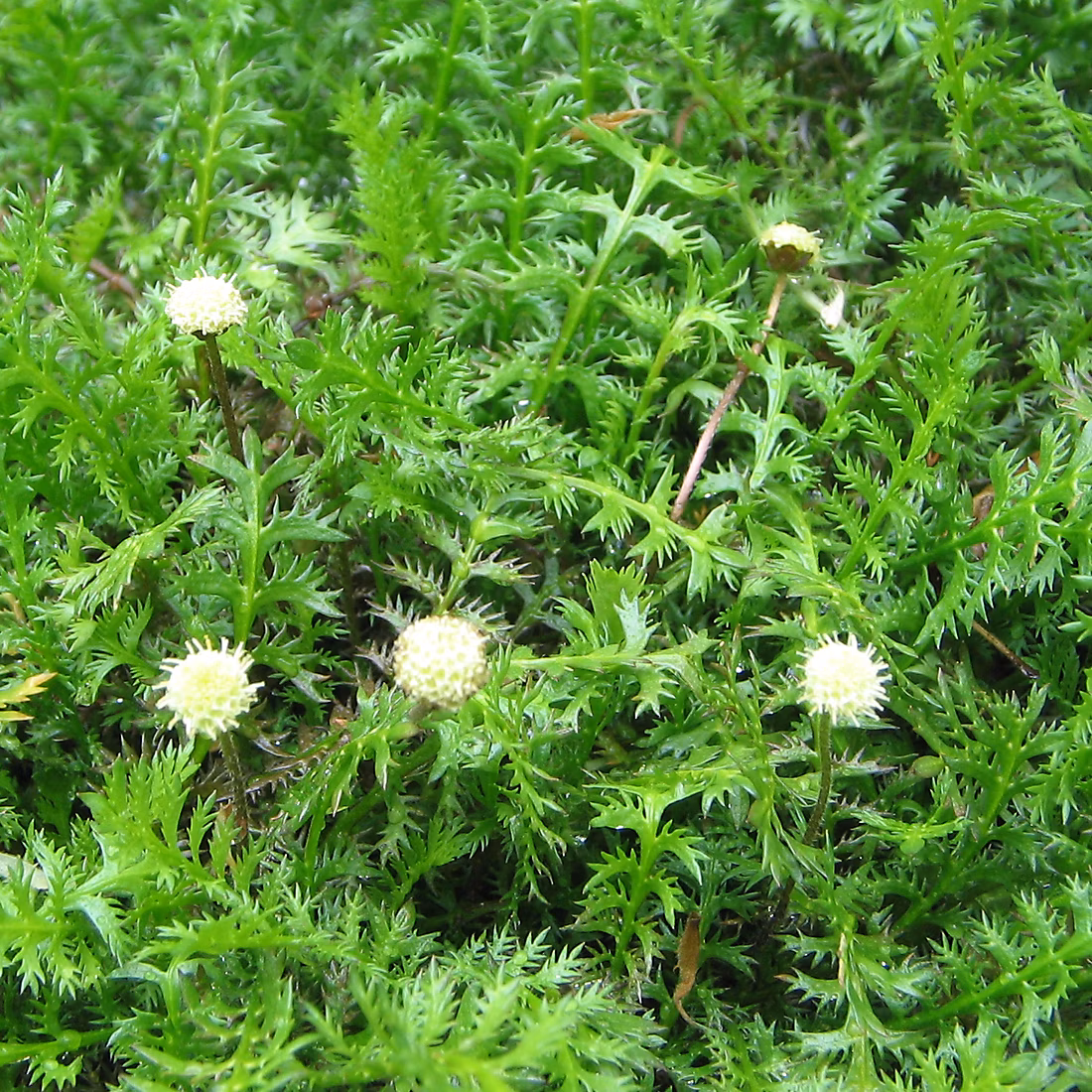 6 x Cotule à bractées – Leptinella squalida, godet 9cm x 9cm