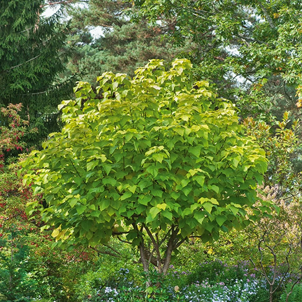 Catalpa commun Aurea Catalpa bignonioides aurea