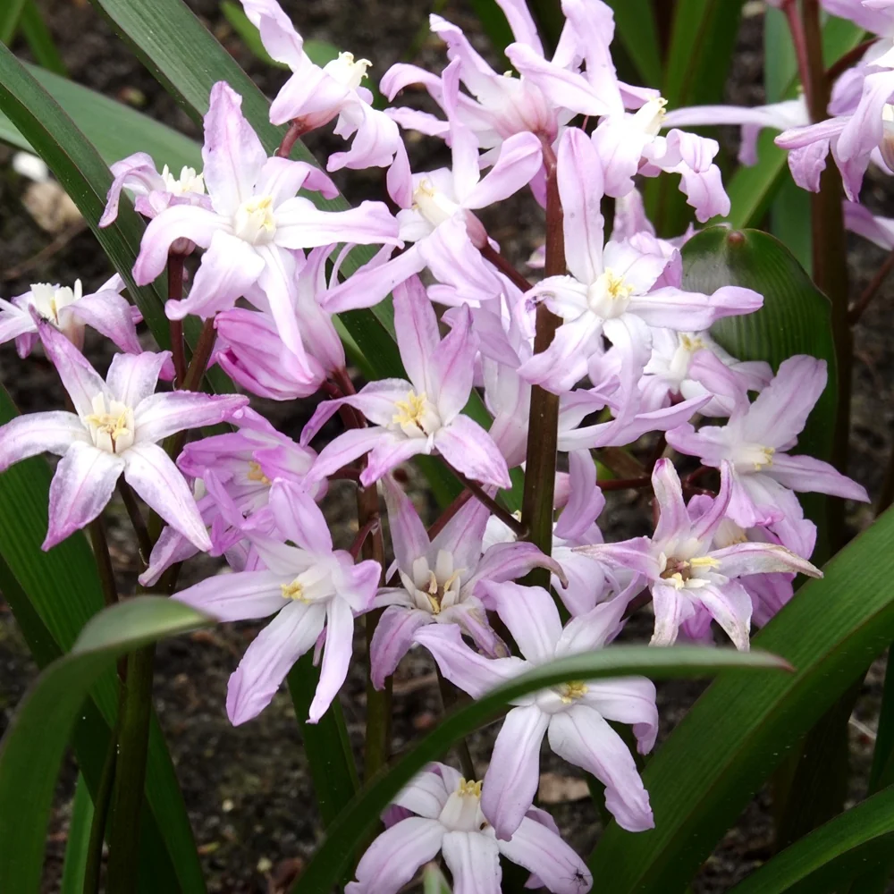 20 Gloire des Neiges 'Pink Giant' Chionodoxa 'pink giant'