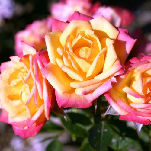 Rosier Little Sunset orange. Le pot de 5 litres