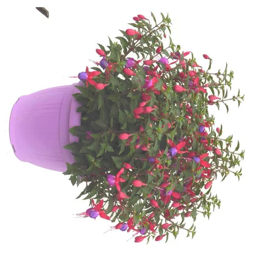 Fuchsia érigé multicolore. Le pot de 6 litres