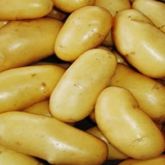 Plants bio : Pomme de terre Allians - 5kg