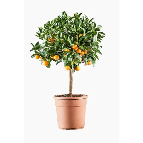 Calamondin. Le pot de 7 litres