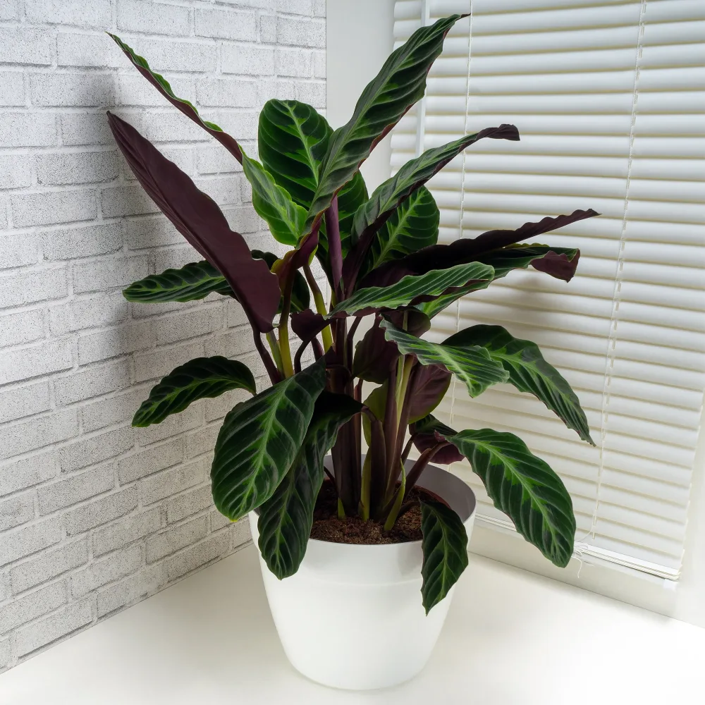 Calathéa Warscewiczii Calathea warscewiczii