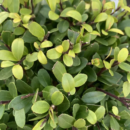 Houx crénelé Dark Green vert. Le pot de 15 litres, forme boule