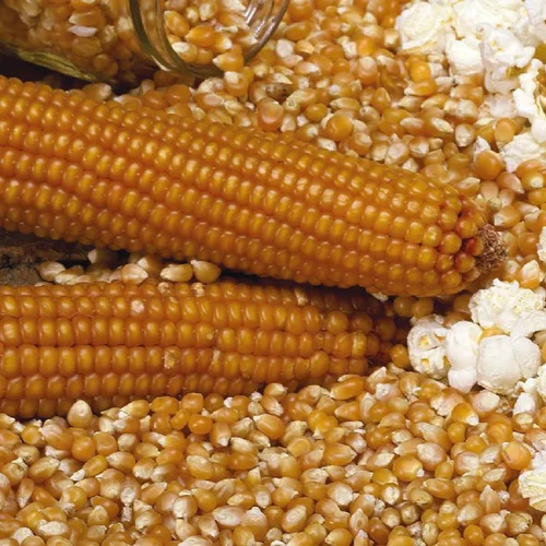 Maïs Pop Corn Robust Bio. Le pot de 1 litre