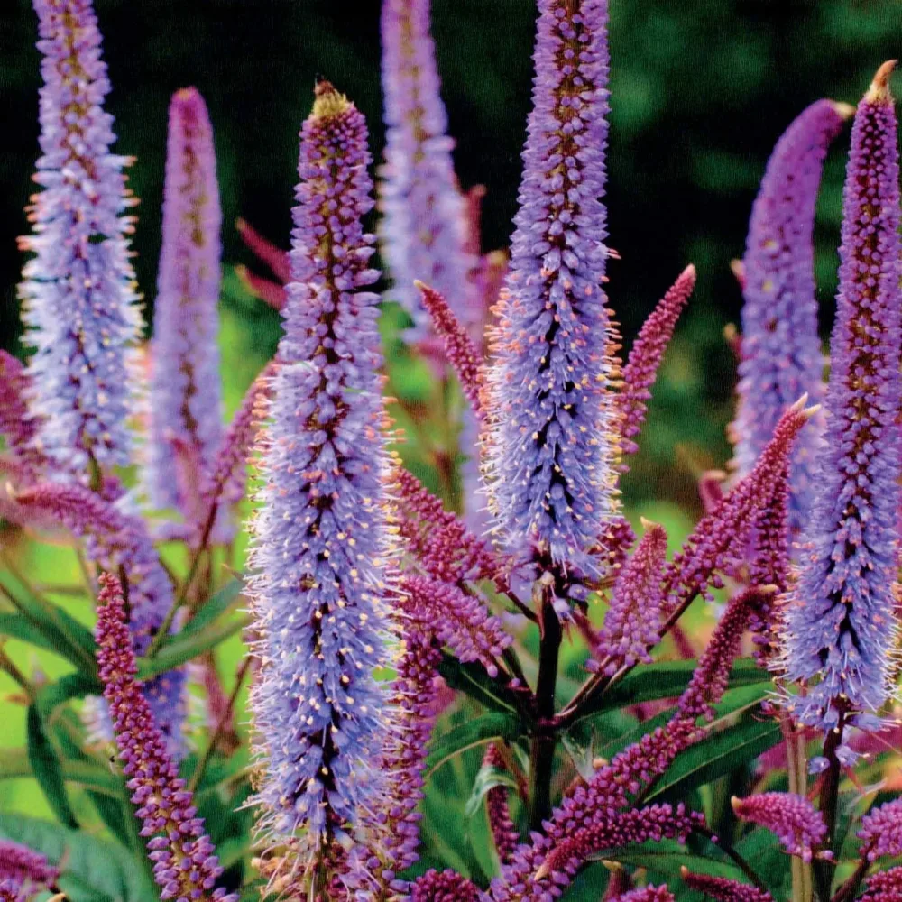 2 Véroniques de Virginie Cupid Veronicastrum virginicum cupid