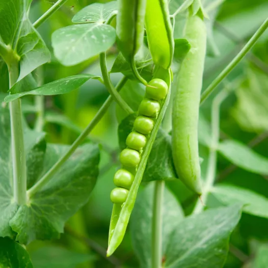Semences bio de Pois nain à écosser Hâtif de Louvain