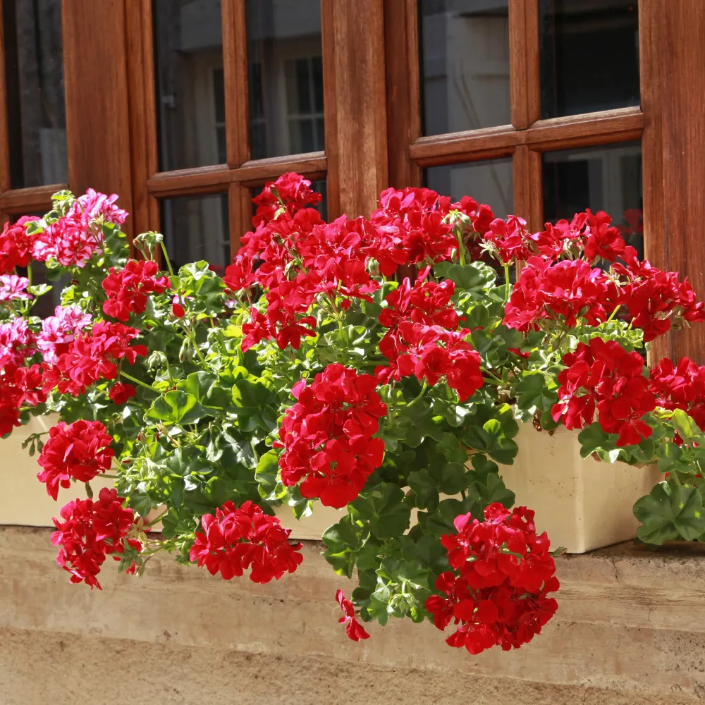 Géranium lierre double rouge Pelargonium peltatum red