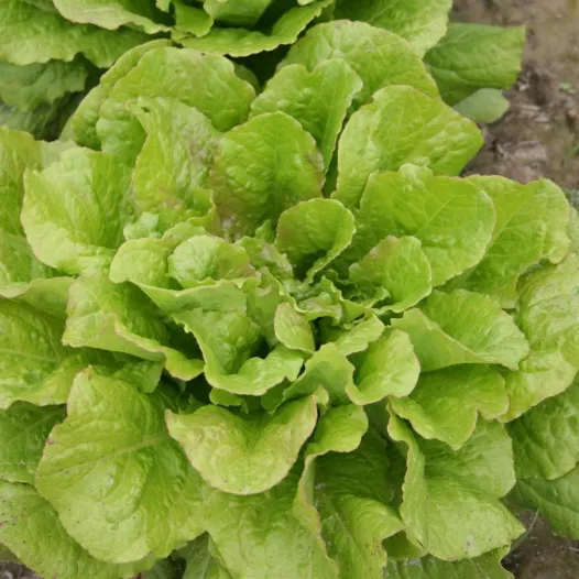 Bio zaden van Bindsla Chicon des Charentes
