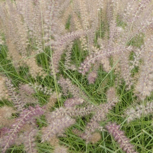 Herbe aux écouvillons d'Orient Flamingo - Pennisetum Pennisetum orientale flamingo