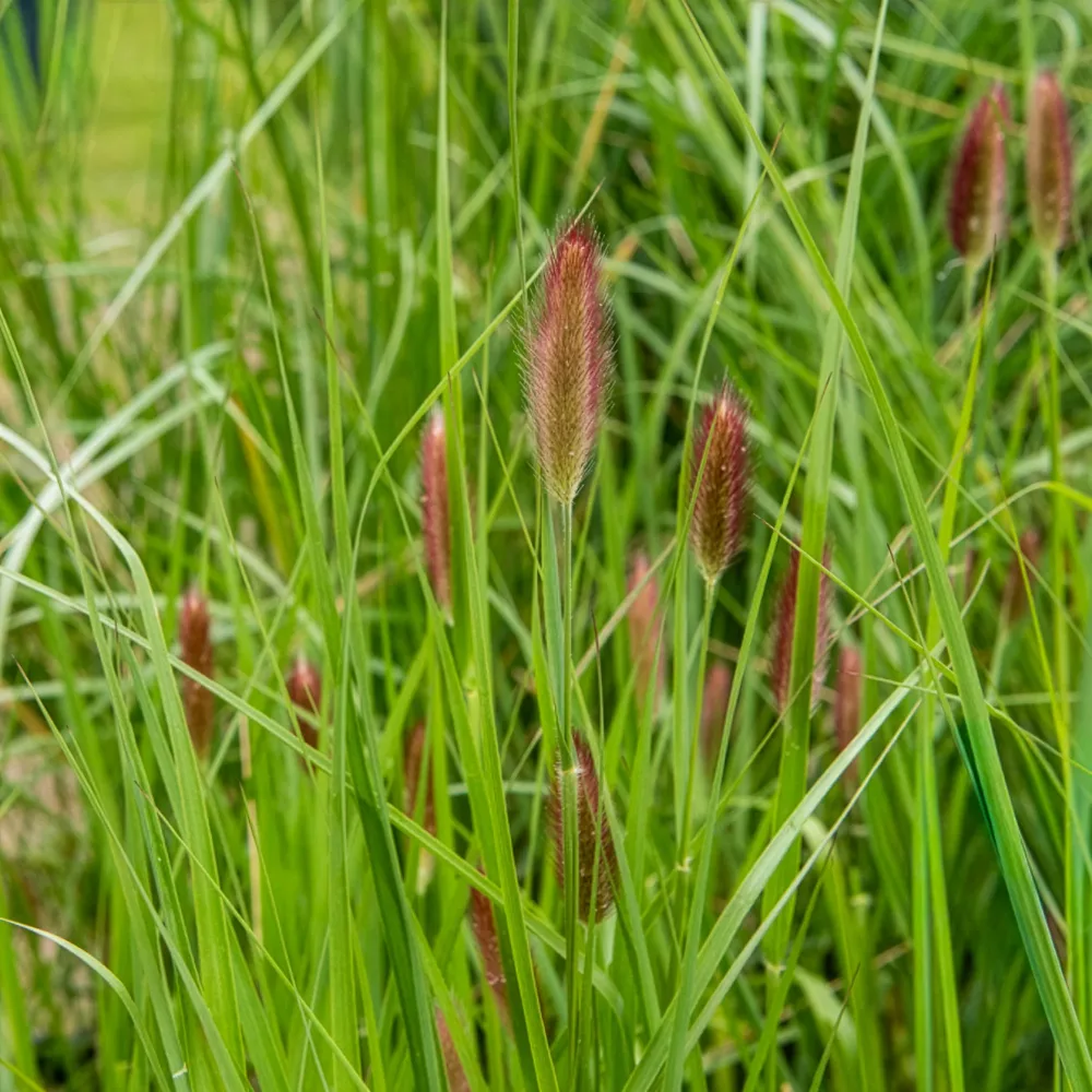 Herbe aux écouvillons Red Buttons - Pennisetum Pennisetum thunbergii Red Buttons