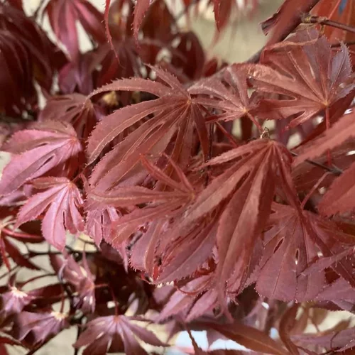 Érable du Japon greffé Oregon Sunset rouge. Le pot de 3 litres